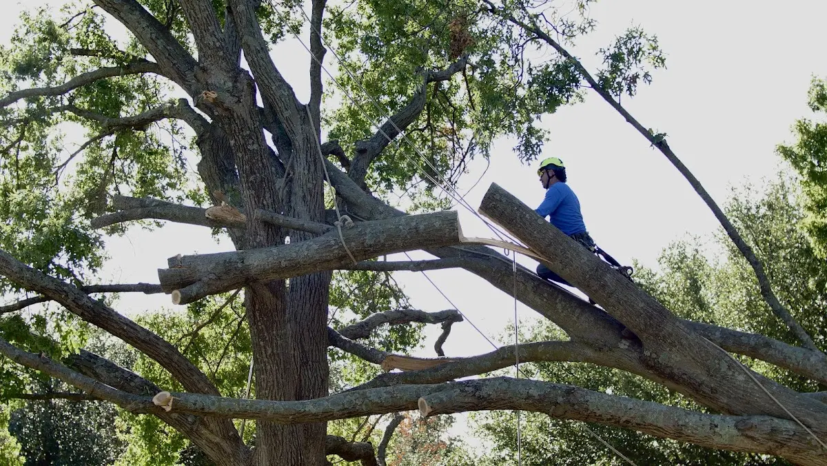 Professional Hazardous Tree Removal performed by certified arborists in Island Falls