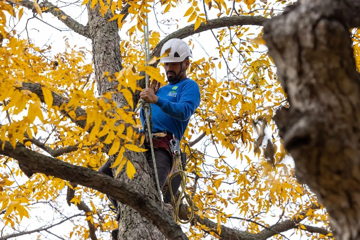 Skilled Emergency Tree Service crew working in Island Falls