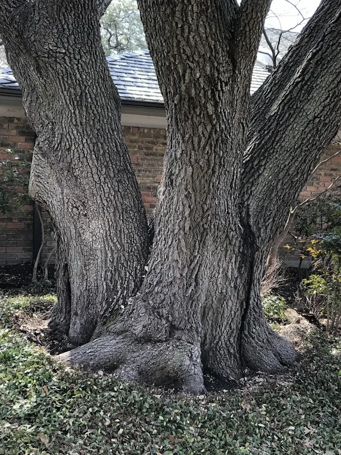 Mature heritage tree close to a Island Falls property cared for by certified arborists